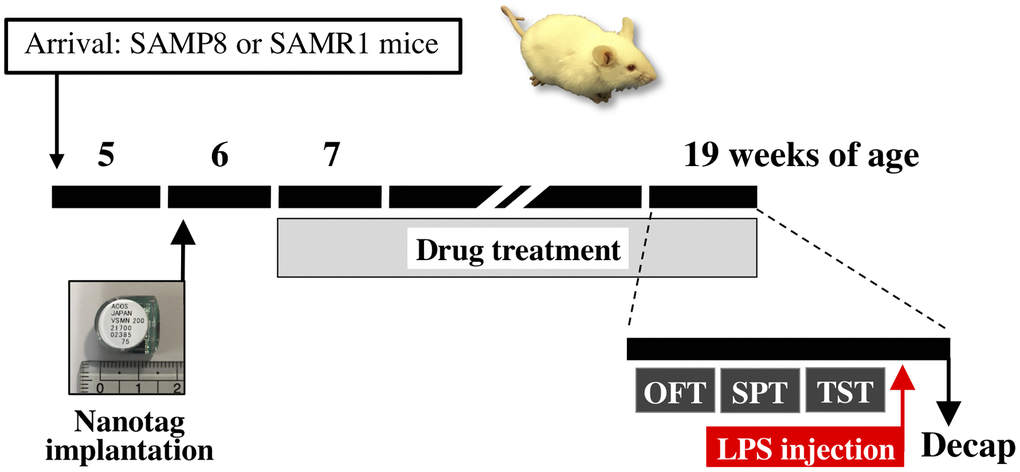 Schematic representation of the experimental schedule. Abbreviations: OFT: open field test; SPT: sucrose preference test; TST: tail suspension test; Decap: decapitation; LPS: lipopolysaccharide.