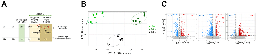 Comparison of skeletal muscle transcriptomes of 2-, 24-, and 28-month-old mice. (A) Representative age ranges for mature life history stages in C57BL/6J mice are shown, together with human age equivalents: 10 to 14 months-of-age as middle age and 18 – 24 months as early phase of aging (E-aging) [10]. We added the life phase of 25 – 28 months or older as late phase of aging (L-aging); note that we substituted the “old” definition in the online article [10] with E-aging. We named 24 and 28 months-of-age as “young-old” and “old-old”. Aging phases are shaded in different colors. (B) Principal component analysis (PCA). Transcriptomes of different age groups are marked as dots and lines with different colors. 2m, 24m, and 28m stand for 2-, 24-, and 28-month-old mice, respectively. (C) Volcano plots for comparison of gene expression between 2m versus 28m (left), 2m versus 24m (middle), and 24m versus 28m (right). Differentially expressed genes (log2 (fold change > 1.0 and p –5) are colored.