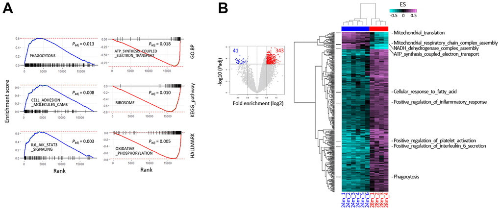 Gene set enrichment analysis (GSEA) using RNA-sequencing data from the skeletal muscle of 24- and 28-month-old mice. (A) The GSEA mountain plots representatively show significant enrichment (left) or depletion (right) of genes, for the indicated gene sets and collections. The thick blue and red lines indicate the running enrichment scores across the fold change-ranked genes (Rank), in comparison to the RNA-seq gene-level expression at 28 over 24 months. Black vertical tick marks below or above the curve indicate the location of individual target genes within the fold change-ranked gene list. Adjusted P-values (Padj, Benjamin and Hochberg-corrected enrichment statistics) are indicated. (B) Single-sample GSEA with gene sets showing differential enrichment in the skeletal muscle of 24- and 28-month-old mice. Using GSVA, single-sample GSEA was performed on GO.BP collection from MSigDB (v7.0; see Supplementary Figure 1 for other collections). The volcano plot shows the distribution and the number of gene sets with differential enrichment (DE; FDR –5, log2 fold-enrichment > 0.5) between the 24 and 28 months; each dot indicates a gene set in GO.BP MSigDB collection and blue and red dots for depleted and enriched in the 28 months, respectively. The numbers in red and blue indicate the gene set numbers enriched and depleted in 28m samples, respectively. Heatmaps show differential enrichments among individual 24m and 28m samples. Samples were hierarchically clustered on the x-axis (28m, red; 24m, blue) in an unsupervised manner, and significant DE gene sets are shown on the y-axis. Black bars on the left represent the gene sets shown in Figure 4C, and the names of the gene sets are denoted on the right. Colors in the GSVA score bar indicate enrichment scores in individual samples.