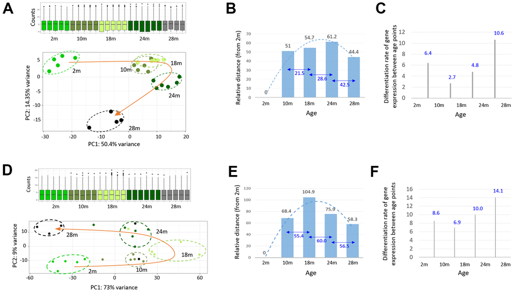 A steep change in the transcriptome of skeletal muscle during the late phase of aging. (A, D) Principal component analysis of the skeletal muscle (A) and peripheral blood mononuclear cell (PBMC); (D) RNA-seq data from 2-, 10-, 18-, 24-, and 28-month-old mice. Transcriptomes of different age groups are marked by different colors. The curved orange arrow connects the group mean transcriptome of each age group to show an age-associated change in the gene expression profile of the skeletal muscle. Box plots show the distribution of normalized counts. (B, E) Measurement of the group mean transcriptomic distance / variance of each age group, relative to the 2-month group (numbers in black) or among the age groups (numbers in blue). (C, F) Per-month differentiation of transcriptomes between the age groups, which divides the transcriptomic distance by the age (month) difference.