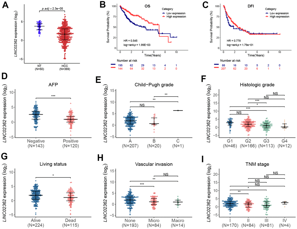 LINC02362 is correlated with a favorable prognosis of HCC patients. (A) Differential analyses of LINC02362 levels in non-tumor (NT; n=50) or HCC tissues (n=369). (B, C) Kaplan-Meier plots showing the overall survival (OS; B) or disease-free interval (DFI; C) of HCC patients stratified by LINC02362 levels. (D–I) The analyses of expression of LINC02362 in HCC patients with serum alpha feto-protein (AFP)-negative or positive (D), different Child-Pugh grades (E), histological grades (F), living status (G), vascular invasion (H) or TNM stages (I). *0.01 P P P 