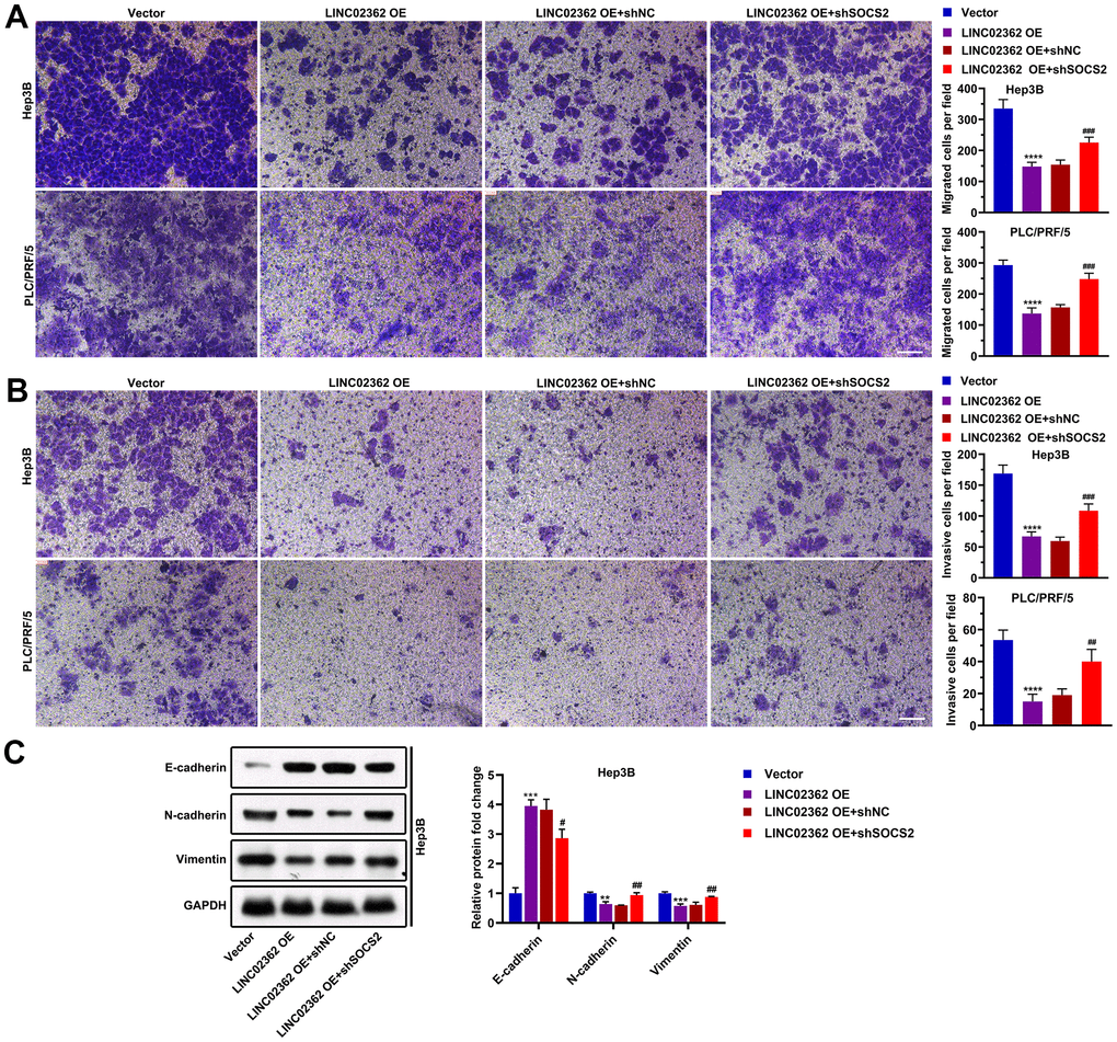 SOCS2 is critical for the suppressive effects of LINC02362 on HCC cell migration, invasion and EMT. (A) Transwell assays for testing the effects of LINC02362 and SOCS2 misexpression on HCC cell migration. Representative pictures (left) and quantification (right; n=3) are shown. (B) Transwell assays for testing the effects of LINC02362 and SOCS2 misexpression on HCC cell invasion. Representative pictures (left) and quantification (right; n=3) are shown. (C) Representative images (left) and quantification (right; n=3) of western blotting analysis for detecting the levels of EMT markers in Hep3B cells. ## 0.001 P P P 