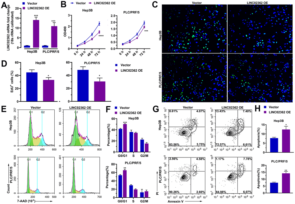 LINC02362 suppresses HCC cell survival. (A) RT-qPCR quantification (n=3) of LINC02362 expression in Hep3B or PLC/PRF/5 cells with LINC02362 ectopic expression. (B) MTT assay (n=3) for measuring the proliferative abilities of HCC cells with LINC02362 overexpression. (C, D) EdU labeling to detect the percentage of dividing cells in LINC02362-overexpressing HCC cells and the corresponding quantification (D; n=3). (E, F) Measurement (E) and quantification (F; n=3) of cell cycle of HCC cells by flow cytometry. (G, H) Detection (G) and quantification (H; n=3) of apoptotic cells in HCC cells overexpressing LINC02362. *0.01 P P P P 