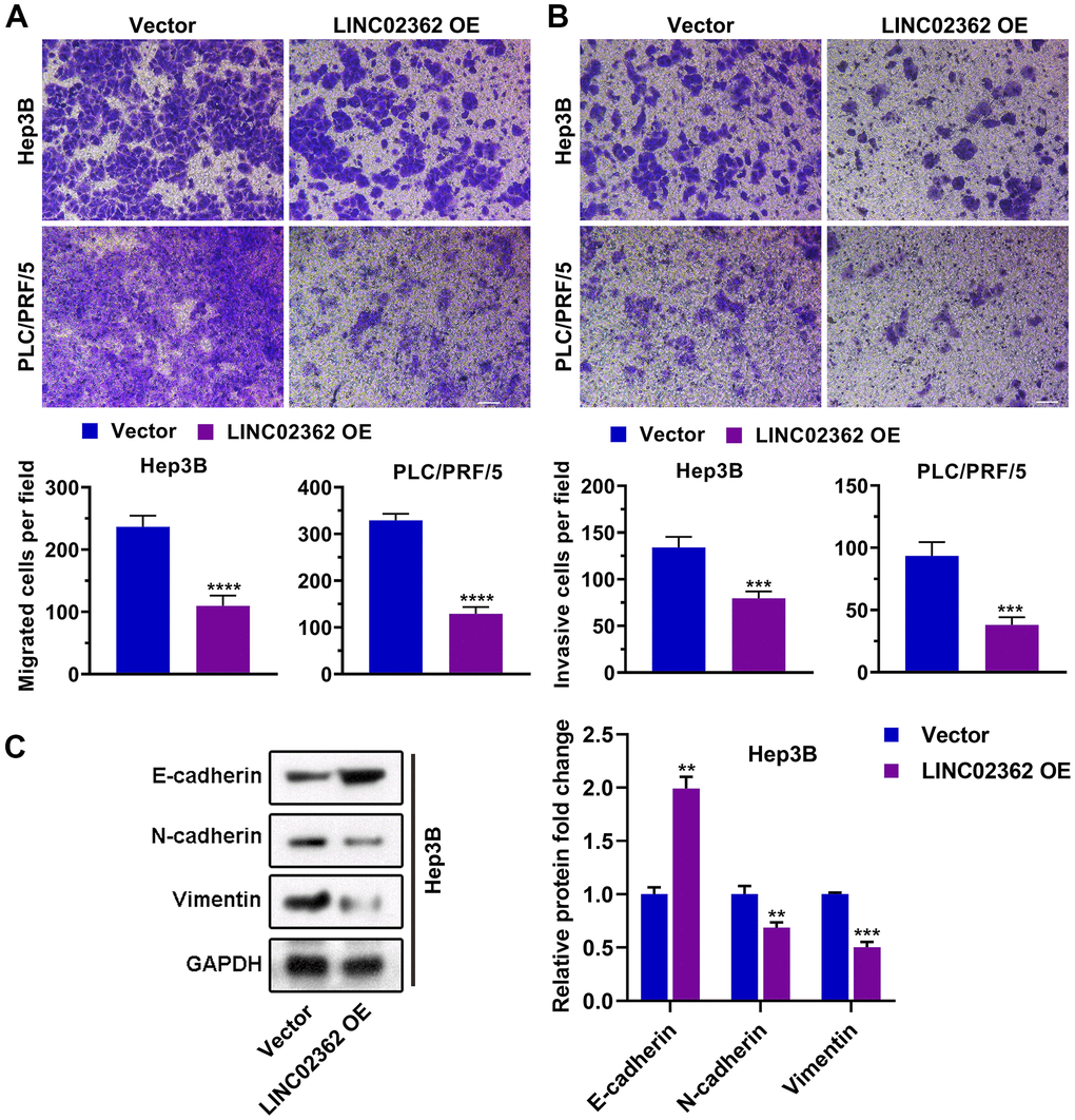 LINC02362 inhibits HCC cell migration, invasion and EMT. (A) Transwell assays to test the effects of LINC02362 overexpression on HCC cell migration. Representative pictures (upper) and quantification (lower; n=3) are shown. (B) Transwell assays to test the effects of LINC02362 overexpression on HCC cell invasion. Representative pictures (upper) and quantification (lower; n=3) are shown. (C) Representative images (left) and quantification (right; n=3) of western blotting analysis for detecting the levels of EMT markers in Hep3B cells. **0.001 P P P 