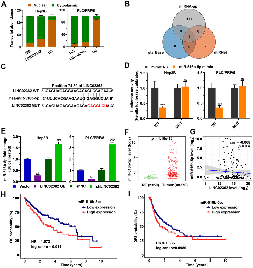 LINC02362 functions as a sponge for miR-516b-5p. (A) Subcellular fractionation (n=3) for quantifying the localization of LINC02362 in HCC cells. (B) Venn diagram showing the overlap between the indicated three databases. (C) Schematic plot indicating the putative binding site between LINC02362 and miR-516b-5p and the sequences upon mutagenesis. (D) Dual luciferase assays (n=3) for checking the effects of miR-516b-5p on the indicated 3’UTR constructs. (E) RT-qPCR detection (n=3) of the miR-516b-5p expression upon misexpression of LINC02362. (F) Datamining to check the levels of miR-516b-5p in non-tumor (NT; n=50) or HCC tissues (n=370). (G) Scatter plot showing the correlation between LINC02362 and miR-516b-5p. (H, I) Kaplan-Meier plots showing the overall survival (OS, H) or disease-free survival (DFS, I) of HCC patients stratified by miR-516b-5p levels. **0.001 P P 