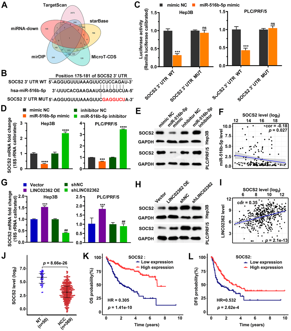 SOCS2 is a downstream target gene of miR-516b-5p. (A) Venn diagram indicating the overlap between the indicated 5 databases. (B) Schematic plot expressing the putative binding site between miR-516b-5p and SOCS2 and the sequences upon mutagenesis. (C) Dual luciferase assays (n=3) for checking the effects of miR-516b-5p on the indicated 3’UTR constructs. (D, E) RT-qPCR (D) and western blotting (E) detection (n=3) of the SOCS2 expression upon misexpression of miR-516b-5p. (F) Scatter plot showing the correlation between miR-516b-5p and SOCS2. (G, H) RT-qPCR (G) and western blotting (H) detection (n=3) of the SOCS2 expression upon misexpression of LINC02362. (I) Scatter plot showing the correlation between LINC02362 and SOCS2. (J) Data mining to check the levels of SOCS2 in non-tumor (NT; n=50) or HCC tissues (n=369). (K, L) Kaplan-Meier plots showing the overall survival (OS, K) or disease-free survival (DFS, L) of HCC patients stratified by SOCS expression. ## 0.001 P P P 