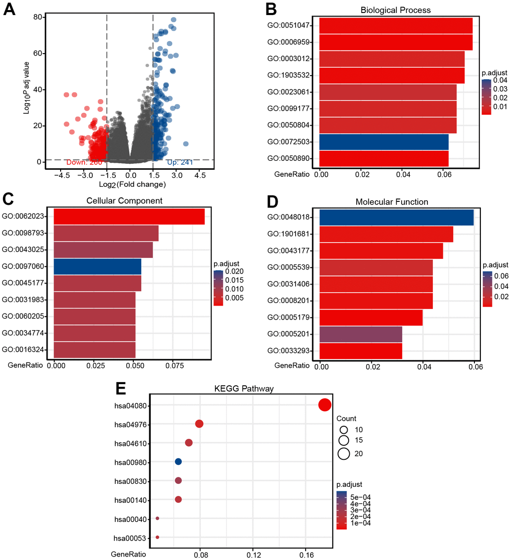 Identification of DEGs and functional enrichment analysis of DEGs. (A) Volcano plot of differential gene profiles between CHRDL1-high and -low groups. A total of 501 DEGs (241 upregulated and 260 downregulated) were identified. (B) Enriched GO terms in the "Biological Process" category. (C) Enriched GO terms in the "Cellular Component" category. (D) Enriched GO terms in the "Molecular Function" category. (E) Enriched GO terms in the "KEGG Pathway" category. The x-axis represents the proportion of DEGs, and the y-axis represents different categories. The colors indicate adjusted P-value, and the column lengths and circle sizes represent the enriched number of DEGs.