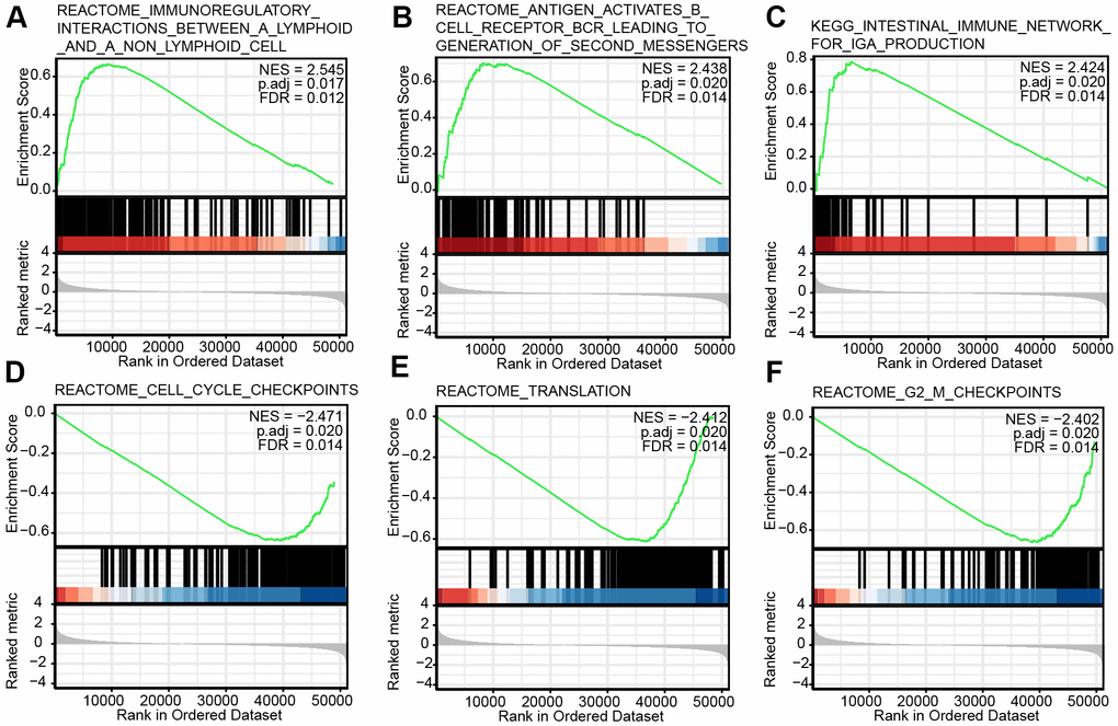Enrichment plots from the gene set enrichment analysis (GSEA). (A–F) Several biological processes and pathways were differentially enriched in CHRDL1-related LUAD. NES, normalized ES; p.adj, adjusted P-value; FDR, false discovery rate.