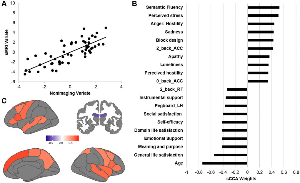Results of the sCCA between non-imaging and sMRI datasets across all participants. (A) Significant correlation across all participants (r = 0.612, p = 0.0001). (B) Top behavioral–health variables most strongly associated with the imaging variate. (C) Top sMRI variables positively associated with the behavioral–health variate. Details of each variable in Supplementary Table 5. Contributions of all variables are provided in Supplementary Tables 1 and 2.