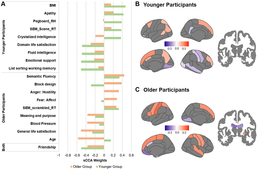 Top contributors in the sMRI sCCA in younger and older groups, separately. (A) Top behavioral–health variables most strongly associated with the imaging variate in each subgroup. (B) Top sMRI variables associated with the behavioral–health variate in the younger group. (C) Top sMRI variables associated with the behavioral–health variate in the older group. Details in Supplementary Tables 1, 2 and 5.