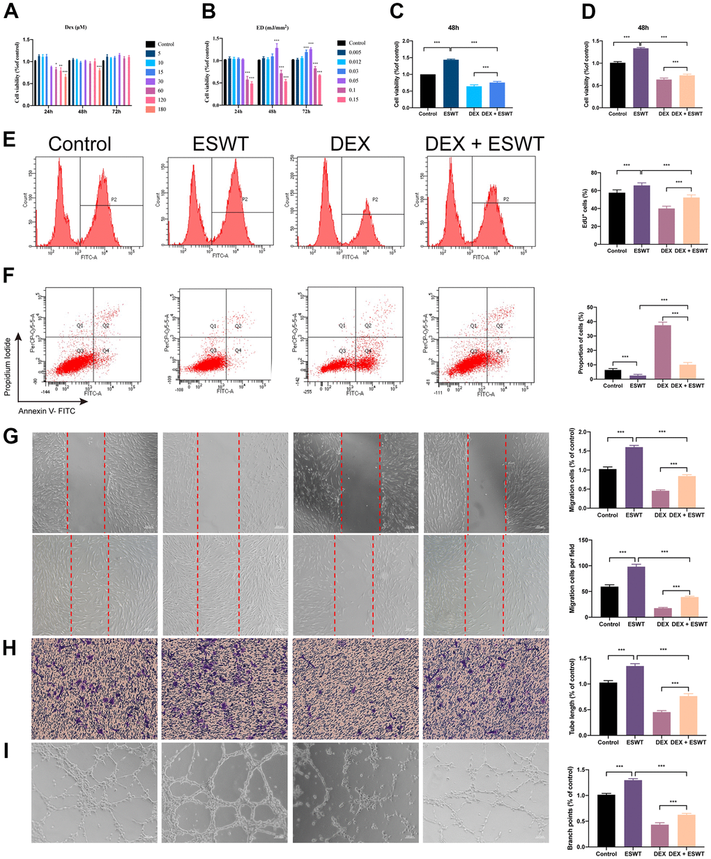 Effect of ESWT on endothelial cells treated with GCs. (A–C) cell viability was examined by CCK-8 analysis in HUVECs; ECs were subjected to ESWT with 0.05 mJ/mm2, 1000 shots followed by DEX with 180 μM. (D) cell viability examined by CCK-8 analysis in BMECs; (E) cell proliferation confirmed by EdU assay in BMECs; ECs were subjected to ESWT with 0.03 mJ/mm2, 1000 shots followed by DEX with 180 μM. (F) apoptosis rate of assessed through Annexin V-FITC/PI in BMECs; ECs were subjected to ESWT with 0.05 mJ/mm2, 1000 shots followed by DEX with 180 μM. (G) migration ability evaluated by wound healing assay in BMECs; (H) migration ability evaluated by Transwell assay in BMECs; (I) angiogenesis ability evaluated by tube formation assay in BMECs. n=3 **P ***P 