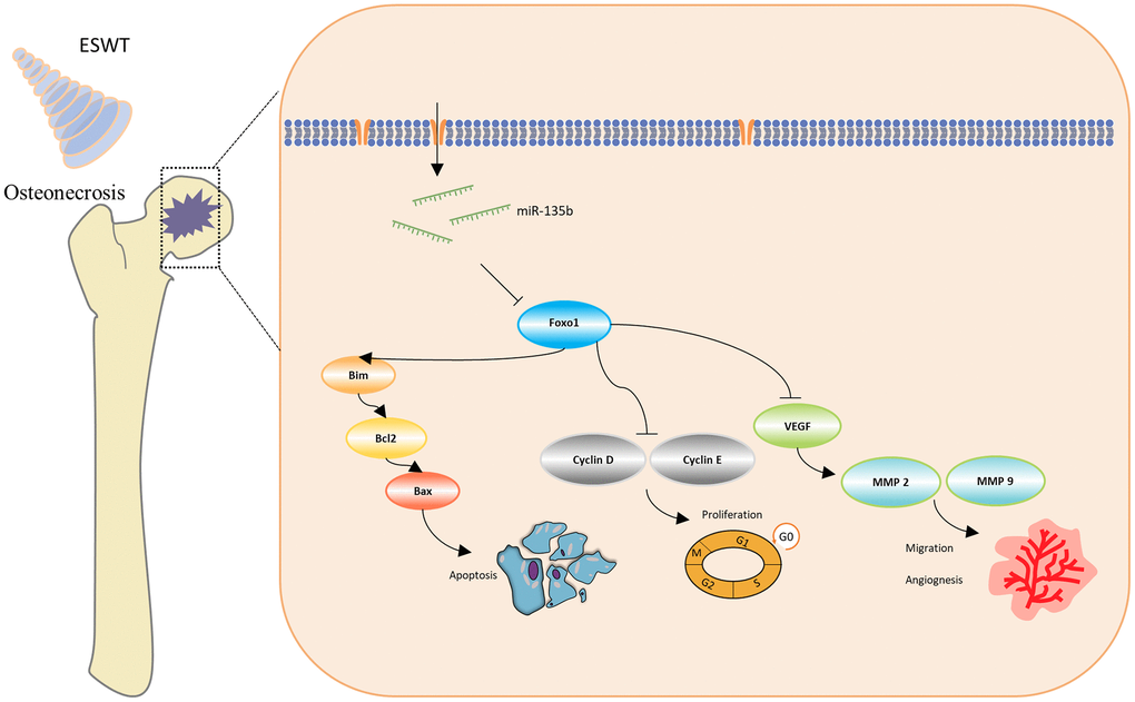 Schematic diagram of the protective effect of ESWT in endothelial cells treated with GCs through miR-135b/FOXO1 pathway.
