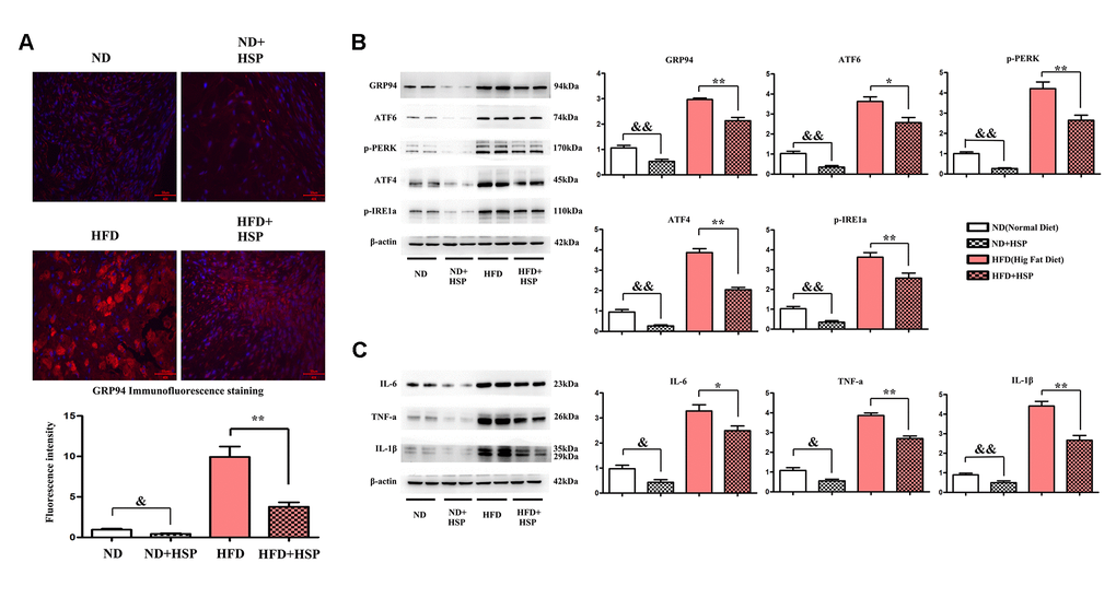 HSP could attenuate ERS-induced inflammation in the liver. (A) Immunofluorescence staining was performed to examine the expression of GRP94 in liver tissues. (B) Western blotting analysis was performed to examine the expression of GRP94, ATF6, ATF4, p-PERK, and p-IRE1α in liver tissues. Data were presented as mean ± SEM. **P &&P C) Western blotting analysis was performed to examine the expression of IL-1β, IL-6, and TNF-α. Data were presented as mean ± SEM. **P &&P 