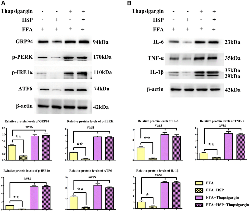 HSP attenuates ERS in human THP-1 cells. As described in the method, FFA-stimulated human THP-1 cells were employed to establish the NAFLD model. Thapsigargin is a well-described ERS inducer successfully used in various cell lines. (A) Western blotting analysis was performed to examine the expression of GRP94, ATF6, ATF4, p-PERK, and p-IRE1α in human THP-1 cells. (B) Western blotting analysis was performed to examine the expression of IL-1β, IL-6, and TNF-α.