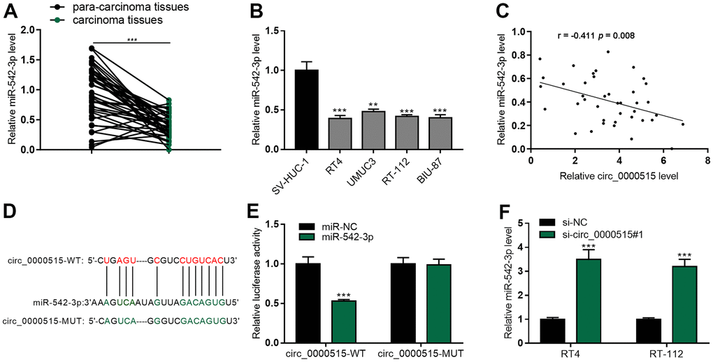 MiR-542-3p was the molecular sponge of circ