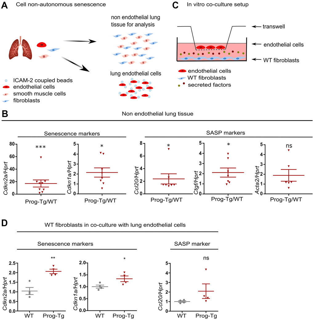 Progerin expressing ECs exert paracrine senescence. (A) Schematic representation depicting the separation of EC- from non-EC populations in lung tissue. (B) qPCR analysis of senescence and SASP marker genes in non-EC populations of WT vs Prog-Tg mice (>25 weeks). (C) Schematic representation of the in vitro co-culture setup. (D) qPCR analysis of senescence and SASP marker genes in WT fibroblasts co-cultured in the presence of WT or Prog-Tg ECs (n=4-9). Paired two-tailed Students t test was applied for in vivo experiments with littermate pairs and unpaired two-tailed Students t test for in vitro co-culture experiments. ns=non-significant, *p