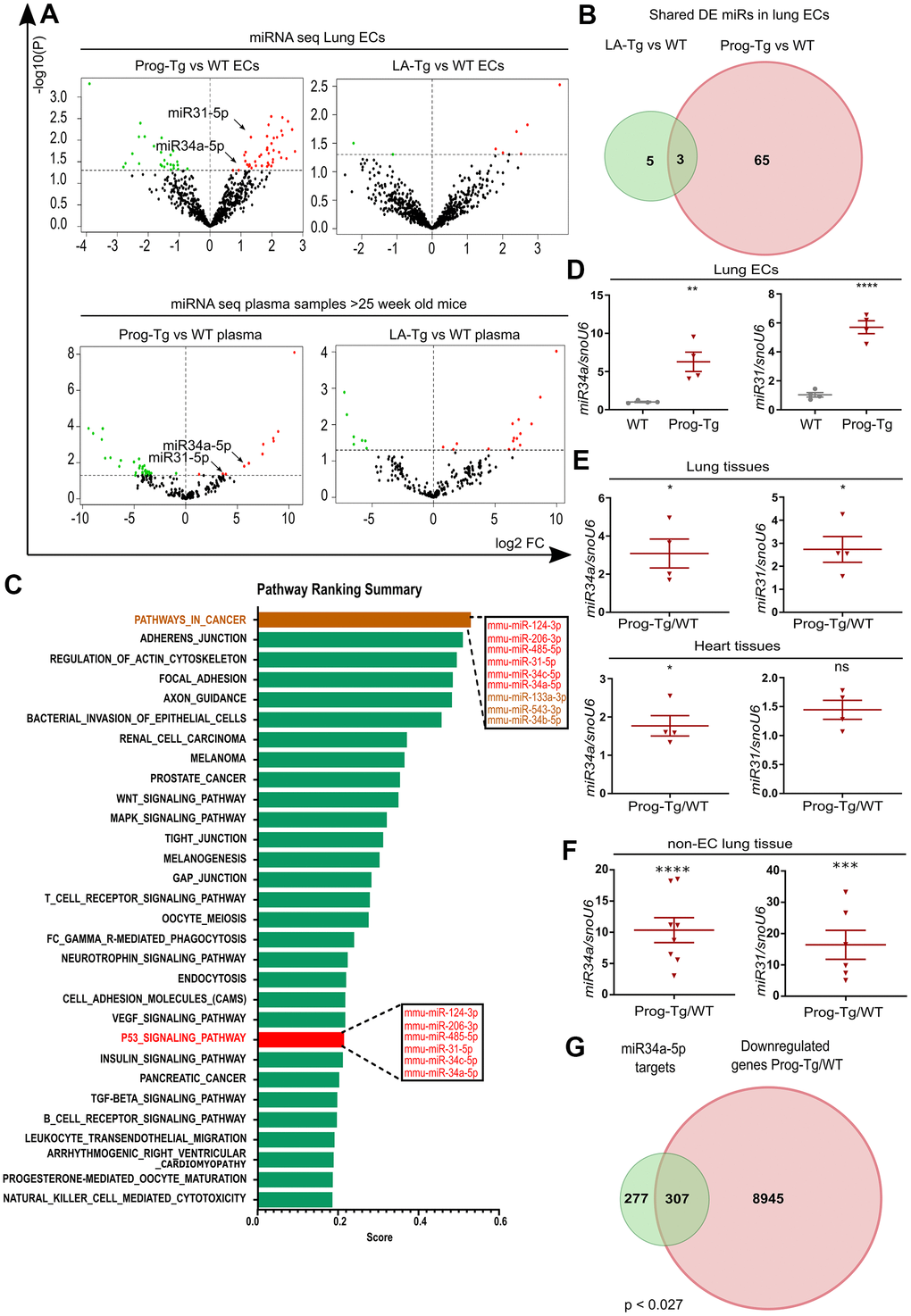 Senescent progerin-expressing ECs display a specific senescence-associated miR signature. (A) Volcano plots exhibiting differential expression (DE) analysis of miRs in Prog-Tg/WT and LA-Tg/WT lung ECs (upper panels) and in plasma samples of >25-week-old mice (lower panels) using threshold as depicted in Figure 1A (n=3). (B) Venn diagram showing overlap of DE miRs in Prog-Tg/WT and LA-Tg/WT lung ECs (topGO and GOstats packages in R/Bioconductor were used). (C) Bar graph representing the predicted top 30 pathways for the targetome of significantly DE miRs in Prog-Tg ECs with enriched term on the y-axis and ranking score on the x-axis. miRs linked to the “p53 signaling pathway” and “cancer pathway” are displayed in boxes (miRSystem version 20160513). (D) Expression levels analysed by qPCR of miR34a-5p (miR34) and miR31-5p (miR31) in cultured lung ECs normalized to small nuclear U6 RNA (snoU6). (E) Expression levels of miR34 and miR31 in the whole lung and heart tissues of Prog-Tg vs WT mice (>25 weeks) normalized to snoU6. (F) Expression levels of miR34a-5p and miR31-5p in non-EC populations from lung tissues of Prog-Tg vs WT mice normalized to snoU6. (G) Venn diagram displaying overlap between downregulated genes in Prog-Tg/WT lung ECs and miR34a-5p targets (Targetscan mouse) (Bioinformatics and Evolutionary Genomics). Hypergeometric test for the overlap showed a p-value of 0.027 and a representation factor of 1.1. For qPCRs n=4-8. The unpaired Students t test was used for in vitro experiments, paired Students t test for in vivo experiments using WT littermate controls. ns=non-significant, *p