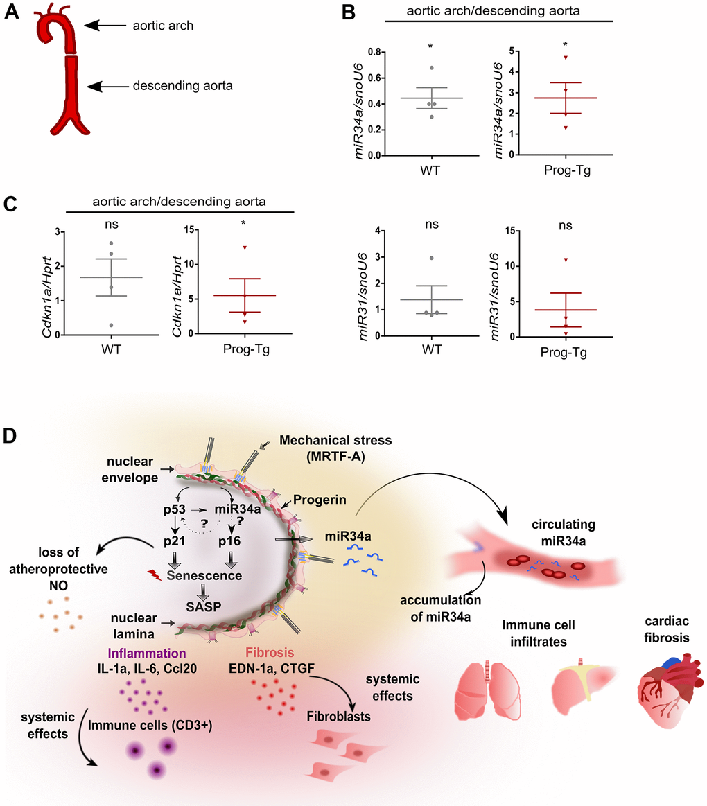 Analysis of circulatory SA-miRs at atheroprone aortic arch regions. (A) Schematic representation of aortic segment including aortic arch region and that of descending aorta. (B) Gene expression analysis of miR34a-5p (miR34a) and miR31-5p (miR31) and of (C) p21 (Cdkn1a) in WT and Prog-Tg aortic arch in comparison to descending aorta. n=4. Paired two-tailed Students t test, ns=non-significant *pD) Hypothetical model of intrinsic and extrinsic miR34-mediated senescence regulation in progerin-expressing endothelial cells. Mechanical stress particularly at vessel bifurcation leads to p53-linked senescence and miR34 upregulation. miR34 sustains senescence through positive feed-back mechanism acting on p53 but also separately by maintaining high levels of late senescence marker p16. Synergistic miR34-p53 action leads to elevation of SASP signaling and thus secretion of pro-inflammatory (Ccl20, IL-1a) and pro-fibrotic (CTGF, EDN-1a) factors with systemic effects on surrounding tissues leading to immune cell infiltrates and fibrosis in lung and liver and cardiac tissue. Systemic fibrosis and inflammation in tissues is further potentiated by increased release of miR34 in circulation.