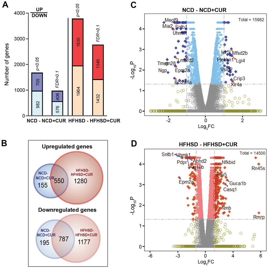 Liver RNA sequencing transcriptome profiling in NCD, NCD+CUR, HFHSD, and HFHSD+CUR fed aged mice. (A) Number of differentially regulated genes (DEGs) as defined by p-value and False Discovery Rate (FDR)-defined cut-offs are presented for comparisons of mice groups that received curcumin-supplemented normal control diet (NCD+CUR) and high-fat, high-sugar diet (HFHSD+CUR) to their non-supplemented NCD/HFHSD counterparts (n = 3 per group). The bottom part represents downregulated genes and the top part, upregulated genes. (B) Venn Diagrams represent overlapping and distinct gene expression between the comparison groups for upregulated (top) and downregulated (down) genes. (C, D) The number of genes with ≥ 2 log2 fold change (FC; represented as dark blue or dark orange) and p-value 