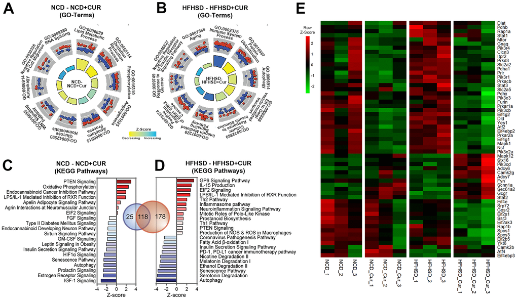 RNA sequencing analysis of the liver reveals that curcumin supplementation regulates a broad array of genes related to aging and insulin homeostasis. (A,B) Significant Gene Ontology (GO)-Biological Processes enriched in Differentially Expressed Genes (DEGs) in aged mice liver receiving curcumin-supplemented normal control diet (NCD+CUR) or high-fat, high-sugar diet (HFHSD+CUR) compared with their respective non-supplemented control groups (NCD or HFHSD) (n = 3 per group). The relevant top 10 GO-terms are presented in the GO Circle plots. Within each GO-Term, the upregulated and downregulated genes are represented in red and blue circles. The breadth of inner rectangles represents the strength of p-value significance. Yellow color represents GO-Terms with negative Z-scores and blue, positive Z-scores. (C, D) Bar charts of top significantly affected canonical pathways based on IPA presented based on the Z-scores. The red color indicates activation, and the blue color indicates suppression. (E) Heatmap analysis of insulin signaling pathway: Heatmap of RNA expression is measured by FPKM (p  1.5) from Insulin Receptor and Insulin Secretion signaling pathways. Red indicates a positive Z-Score and green, negative Z-score.