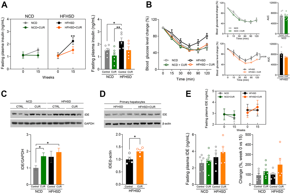 Curcumin supplementation raised insulin sensitivity by IDE expression. (A) 6-hours fasting insulin levels (ng/mL) at week 15 (n = 5-7). (B) Insulin Tolerance Test (ITT) was performed for 14 weeks after diet treatment, and the area under the curve (AUC) analysis (n = 4-8). (C) IDE and GAPDH protein expression levels in liver tissue lysate 15 weeks after diet treatment (n=3) (D) IDE and β-actin protein expression levels in primary hepatocytes 15 weeks after diet treatment (n=4) (E) fasting plasma IDE (ng/mL) basal level and 15 weeks after diet treatment (n = 5-7). *p ≤ 0.05 and **p ≤ 0.01.