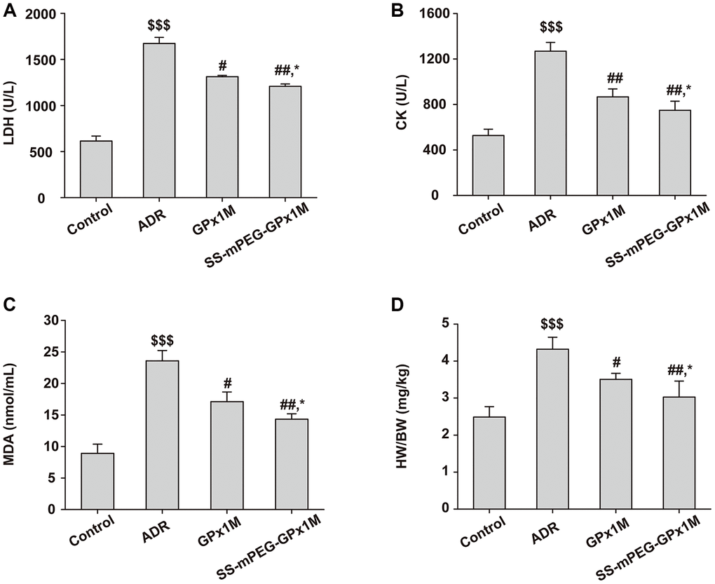 Antioxidant effect analysis of SS-mPEG-GPx1M in vivo. The levels of LDH (A) and CK (B) in serum were determined. The content of MDA (C) in serum and the heart weight/body weight ratios (HW/BW) (D) of all groups were analyzed. All data were exhibited as mean ± SD (n = 5). $$$p #p ##p *p 