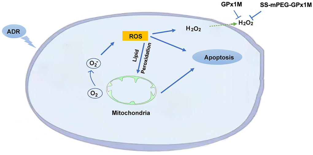 Schematic illustration of the mechanism of SS-mPEG-GPx1M against ADR-induced oxidative stress injury and cardiomyocyte apoptosis.