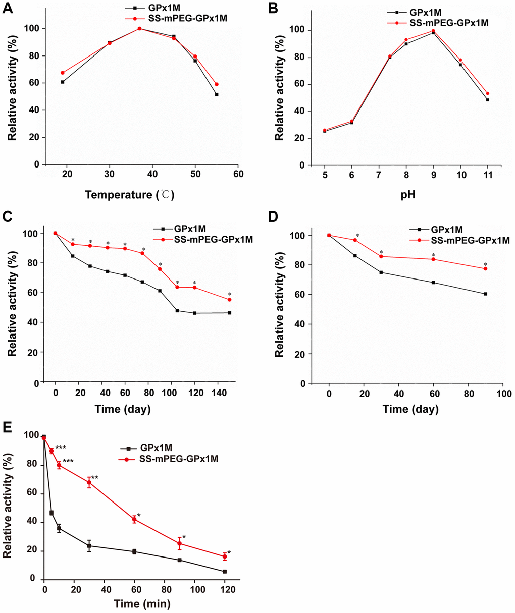 Determination of relative enzyme activity of SS-mPEG-GPx1M. Temperature (A) and pH (B) profiles of GPx1M and SS-mPEG-GPx1M. (C) GPx1M and SS-mPEG-GPx1M were incubated in 50 mM PBS at 4°C for a period ranging from 1 to 150 days. (D) GPx1M and SS-mPEG-GPx1M were incubated in 50 mM PBS at −20°C for a period ranging from 1 to 90 days. (E) The resistance of SS-mPEG-GPx1M to protease hydrolysis. All values were converted to a relative value, and the highest enzyme activity was set as 100%. *p **p ***p 