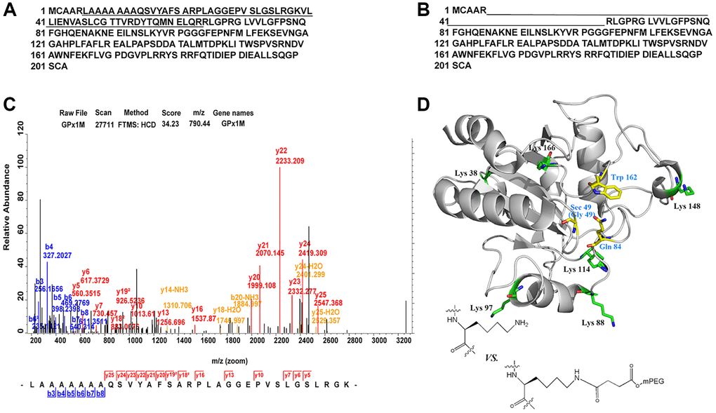 Identification of PEGylation site and spatial structure of GPx1M. (A) The peptide sequences derived from GPx1M digestions with trypsin. (B) The peptide sequences derived from SS-mPEG-GPx1M digestions with trypsin. (C) The ESI-MS analysis of peptides from digested GPx1M. (D) The structure of GPx1M with side chains shown as sticks.