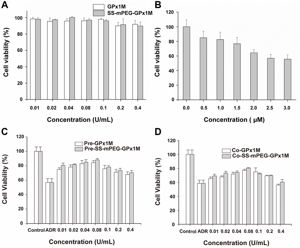 Determination of cell viability in vitro. Cytotoxic effects of cotreatment with GPx1M, SS-mPEG-GPx1M (A), and ADR (B) on H9c2 cells. (C) Cell viabilities of H9c2 cells that were preincubated with different concentrations of GPx1M and SS-mPEG-GPx1M (0.01–0.4 U/mL) for 1 h, and then treated with ADR (2.5 μM) for 24 h. (D) Cell viabilities of H9c2 cells that were treated with ADR (2.5 μM) for 12 h, and then co-incubated with different concentrations of GPx1M and SS-mPEG-GPx1M (0.01–0.4 U/mL) for another 12 h.