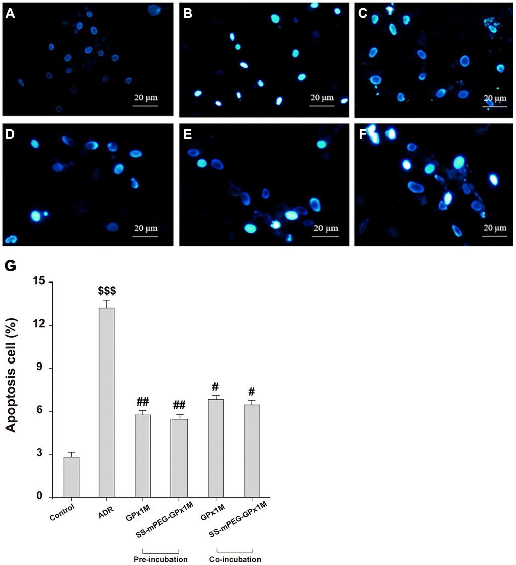 Effects of GPx1M and SS-mPEG-GPx1M on ADR-induced H9c2 apoptosis evaluated by Hoechst 33258 staining using a fluorescence microscope (200×). The experiments were repeated in triplicate and representative images were shown. Cells were treated with: (A) Control (DMEM). (B) 2.5 μM ADR. (C) and (D) cells preincubated with GPx1M/SS-mPEG-GPx1M (0.08 U/mL) for 1 h, respectively, and then co-incubated with 2.5 μM ADR for 24 h. (E) and (F) cells incubated with 2.5 μM ADR for 12 h, then in co-incubated with GPx1M/SS-mPEG-GPx1M (0.08 U/mL), respectively, for another 12 h. (G) Apoptotic H9c2 cells incubated with different methods. All data were exhibited as mean ± SD. $$$p #p ##p 