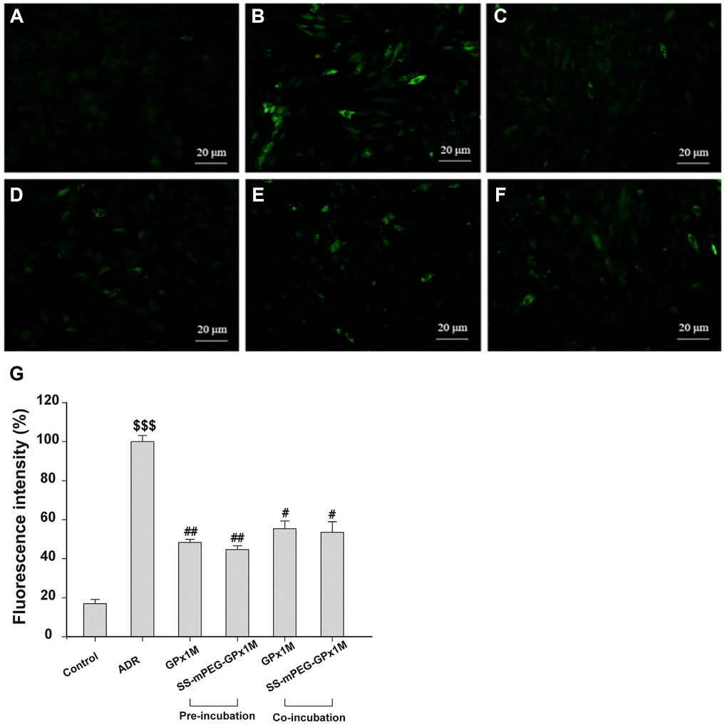 Effects of GPx1M and SS-mPEG-GPx1M on ADR-induced generation of ROS in H9c2 cells. Cells were treated with: (A) Control (untreated). (B) 2.5 μM ADR. (C) and (D) cells preincubated with GPx1M/SS-mPEG-GPx1M (0.08 U/mL) for 1 h, respectively, and then in co-incubated with 2.5 μM ADR for 24 h. (E) and (F) cells incubated with 2.5 μM ADR for 12 h, and then co-incubated with GPx1M/SS-mPEG-GPx1M (0.08 U/mL), respectively, for another 12 h. The cells were stained with DCFH-DA and analyzed with a fluorescence microscope (G). The experiments were repeated in triple and results were shown as the mean ± SD. $$$p #p ##p 
