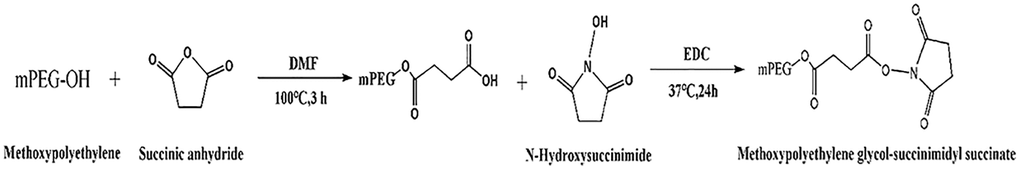 Synthetic route of methoxypolyethylene glycol-succinimidyl succinate.
