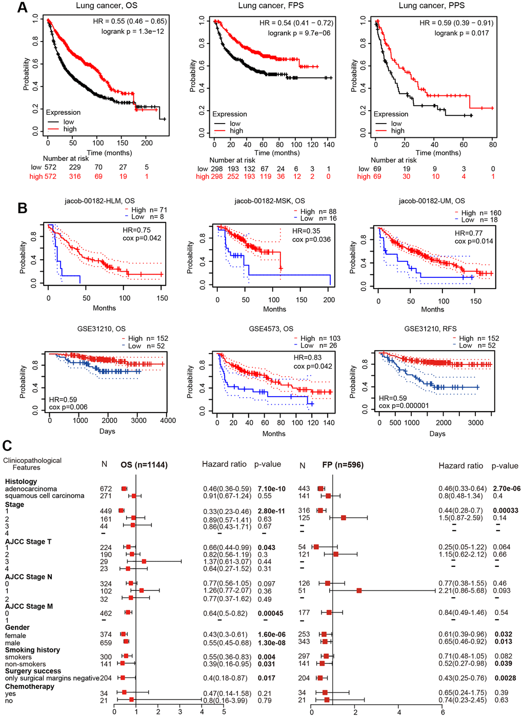 Prognostic value of TMPRSS2 expression in lung cancer. (A) The OS, FPS and PPS of lung cancer patients were obtained from the Kaplan–Meier plotter database. (B) The OS and RFS of lung cancer cohorts obtained through the Prognoscan database. (C) Forest plots showing the associations between TMPRSS2 expression and various clinicopathological features of patients with lung cancer.