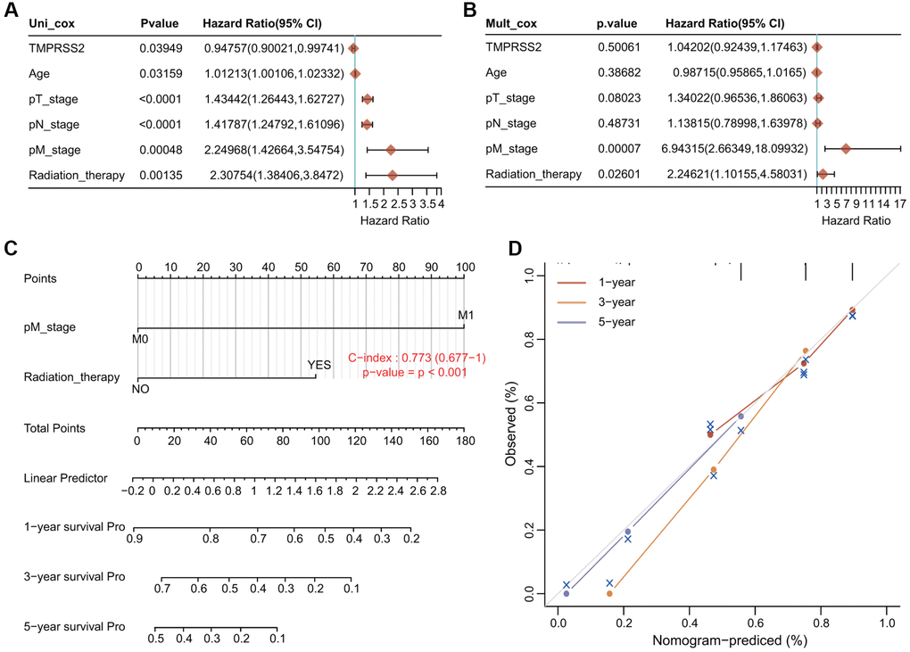 Establishment and validation of the prognostic nomogram. (A, B) Univariate and multivariate Cox regression analysis of clinicopathologic variables and TMPRSS2 in lung cancer. (C) Nomogram for predicting the 1-, 3-, and 5-year OS of lung cancer patients. (D) Calibration curves of 1-, 3-, and 5-year OS of lung cancer patients.