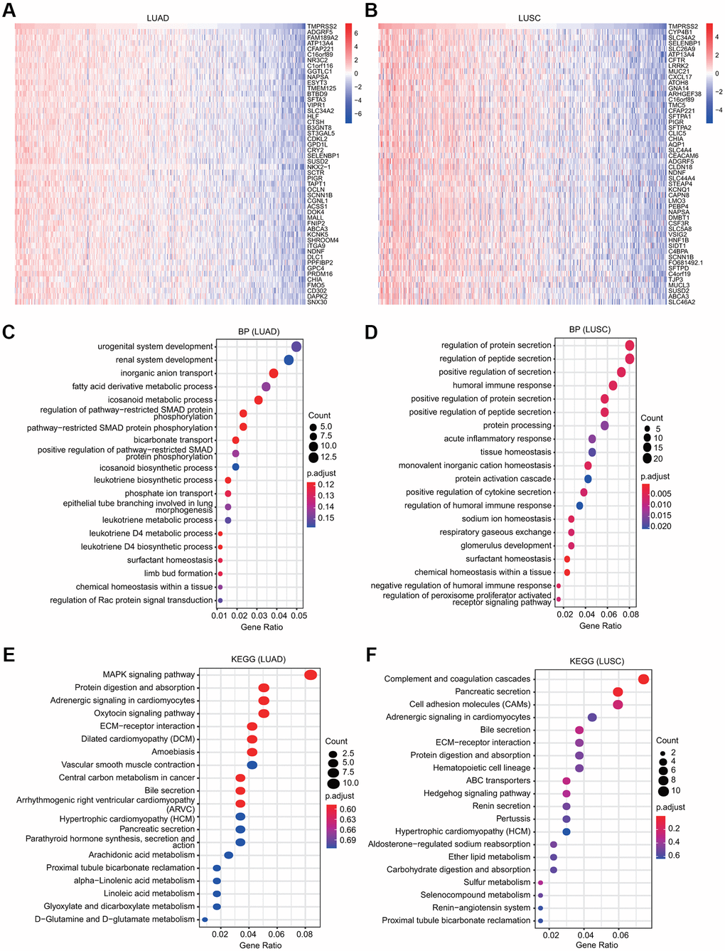 GO and KEGG analyses for TMPRSS2 in lung cancer. (A, B) Heatmaps showing the top 50 genes that were positively correlated with TMPRSS2 in LUAD and LUSC. (C, D) Top 20 enrichment terms in the BP category in LUAD and LUSC. (E, F) Top 20 pathways enriched in the KEGG analysis in LUAD and LUSC.