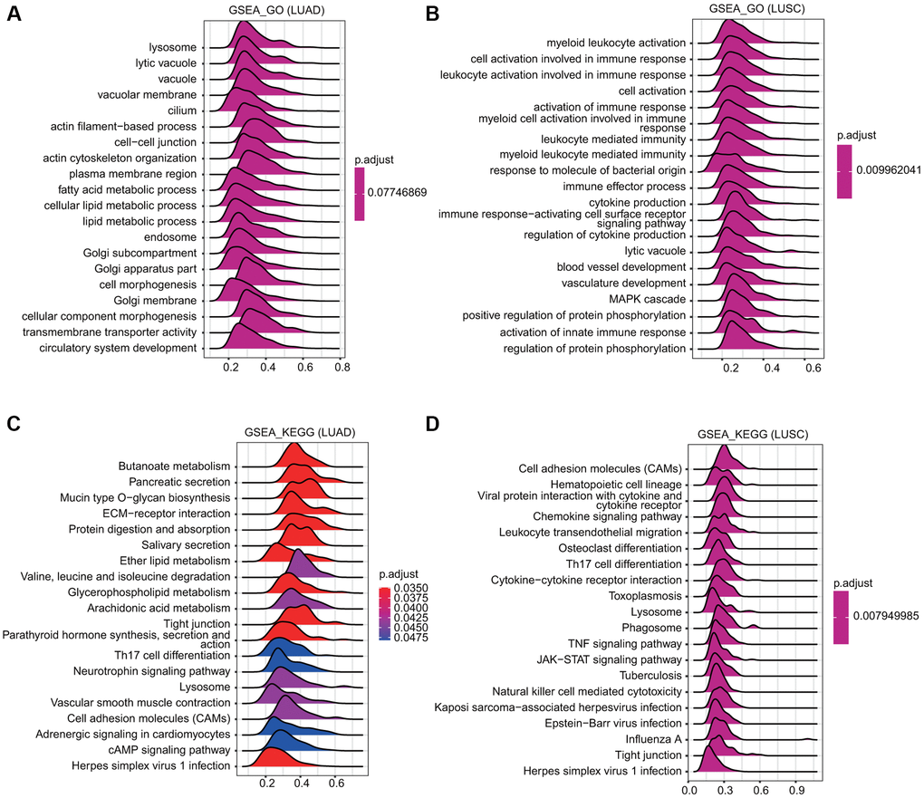 Merged enrichment plots obtained by GSEA. (A, B) Merged plots indicating the signaling pathways associated with TMPRSS2 expression according to GO analyses in LUAD and LUSC. (C, D) Merged plots indicating the signaling pathways associated with TMPRSS2 expression according to KEGG analyses in LUAD and LUSC.