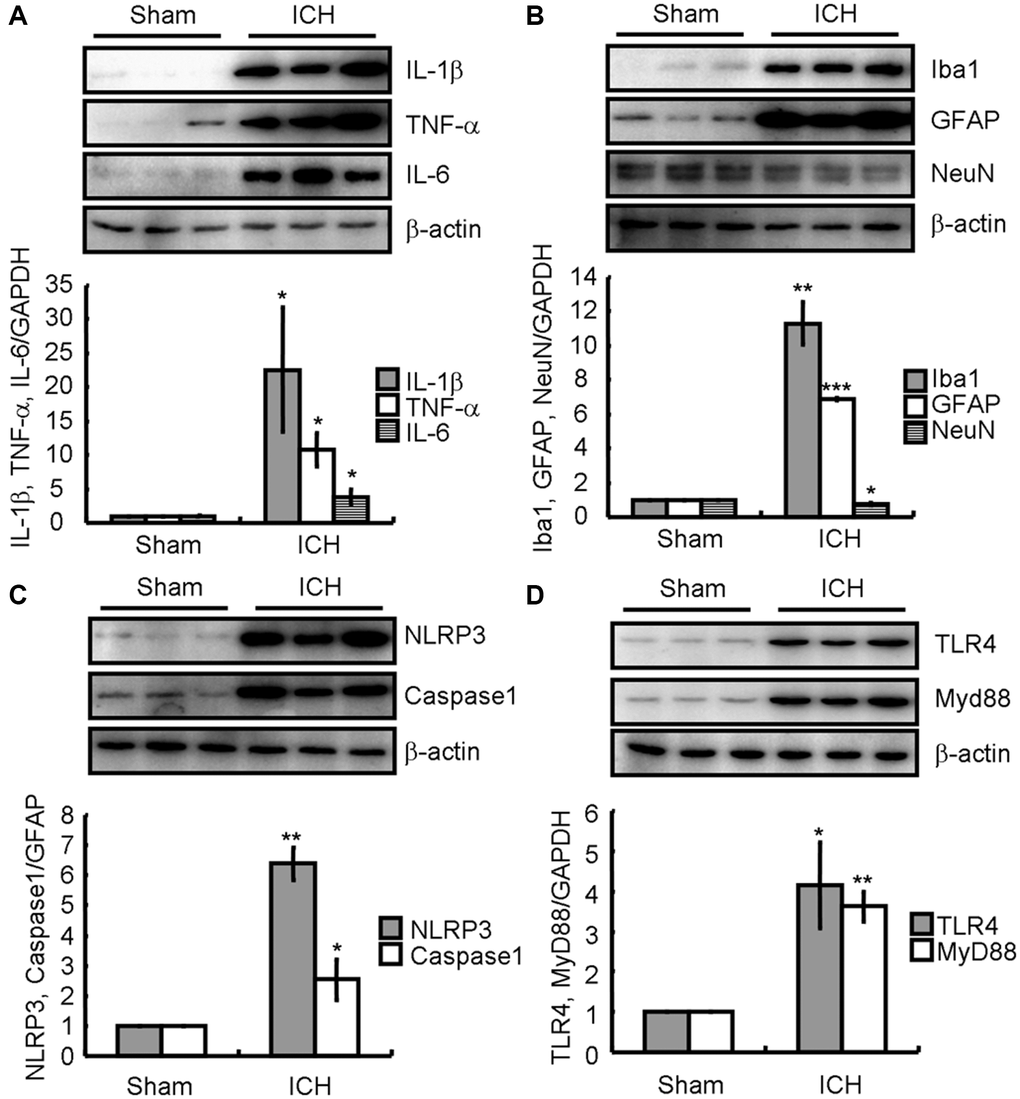 ICH induces neuroinflammation and neuronal loss by activating TLR4-dependent NLRP3 inflammasomes-activating mechanisms in the collagenase injected mice. (A) IL-1β, TNF-α, and IL-6; (B) Iba1, GFAP, and NeuN; (C) NLRP3 and caspase-1; (D) TLR4 and MyD88 protein expression were determined by western blotting analysis. GAPDH served as an internal control. The band densities were measured by Image J to estimate protein levels. The results represent the mean ± SD for the repeated experiments. *P **P ***P 