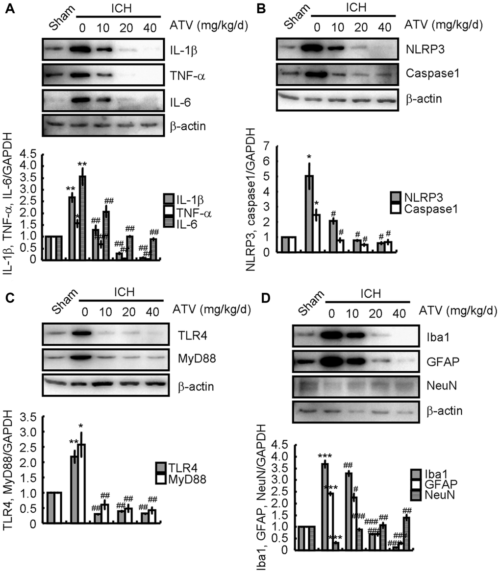 Atorvastatin attenuates the effects of ICH on inducing neuroinflammation and neuronal loss. The ICH mice were treated with the indicated concentration of atorvastatin for 7 d. Total proteins were extracted by RIPA buffer. (A) IL-1β, TNF-α and IL-6; (B) NLRP3 and caspase1; (C) TLR4 and MyD88; and (D) Iba1, GFAP and NeuN protein expression were determined by western blotting analysis. GAPDH served as an internal control. The band densities were measured by Image J to estimate protein quantities. The results represent the mean ± SD for the repeated experiments. *P **P ***P #P ##P ###P 