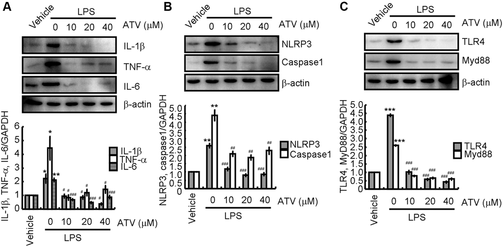 Atorvastatin attenuates the effects of LPS on inducing neuroinflammation. Total proteins were extracted from LPS-induced BV2 cells treated with atorvastatin. (A) IL-1β, TNF-α and IL-6; (B) NLRP3 and caspase-1; (C) TLR4 and MyD88 protein expression levels are revealed by western blotting analysis. GAPDH served as an internal control. The band densities were measured by Image J to estimate protein quantities. The results represent the mean ± SD for the repeated experiments. *P **P ***P #P ##P ###P 