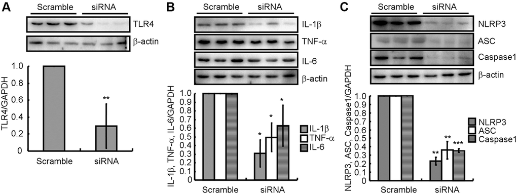 TLR4 pathway activation participates in the activation of NLRP3 inflammasome in ICH-induced neuroinflammation. (A) In TLR4 knocked-down BV2 cells, (B) IL-1β, TNF-α and IL-6; and (C) NLRP3, ASC and caspase-1 protein expression were determined by western blotting analysis. GAPDH served as an internal control. The band densities were measured by Image J and protein quantities estimated. The results represent the mean ± SD for the repeated experiments. *P **P ***P 