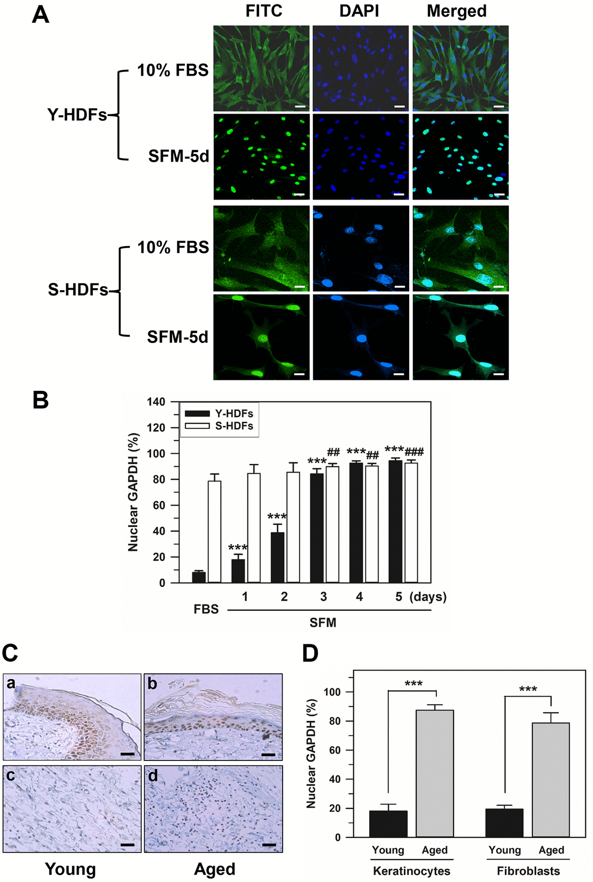 AMPactivated protein kinasedependent nuclear localization of