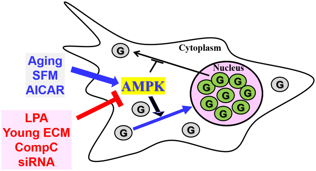 The AMPK signal transduction pathway is involved in the nuclear translocation of GAPDH in senescent HDFs. GAPDH (G) is present mainly in the nucleus of senescent HDFs and other cells from aged animals. When senescent cells are serum-depleted by incubation with SFM or treated with the AMPK activator AICAR, which may result in AMPK activation, GAPDH translocates completely to the nucleus. AMPK inhibition by LPA, young ECM, CompC and AMPKα-siRNAs prevents basal and SFM- or AICAR-induced nuclear translocation of GAPDH. Taken together, the nuclear accumulation of GAPDH in senescent cells can be altered by the modulation of AMPKα expression and activation.