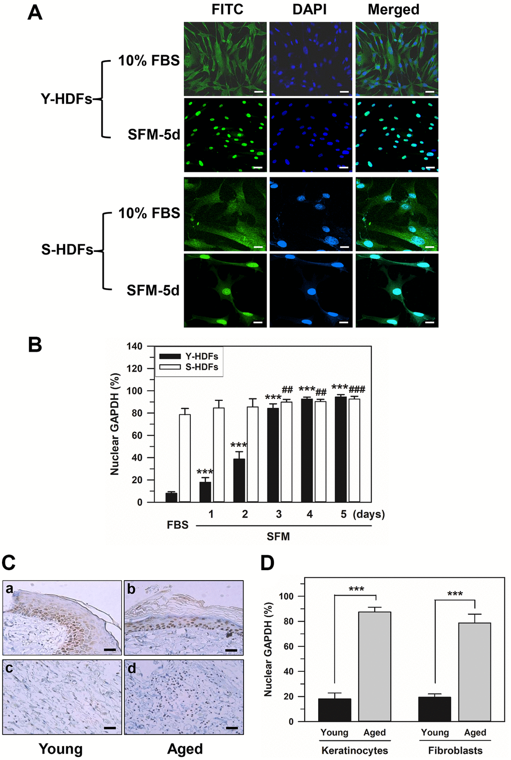 AMP-activated protein kinase-dependent nuclear localization of