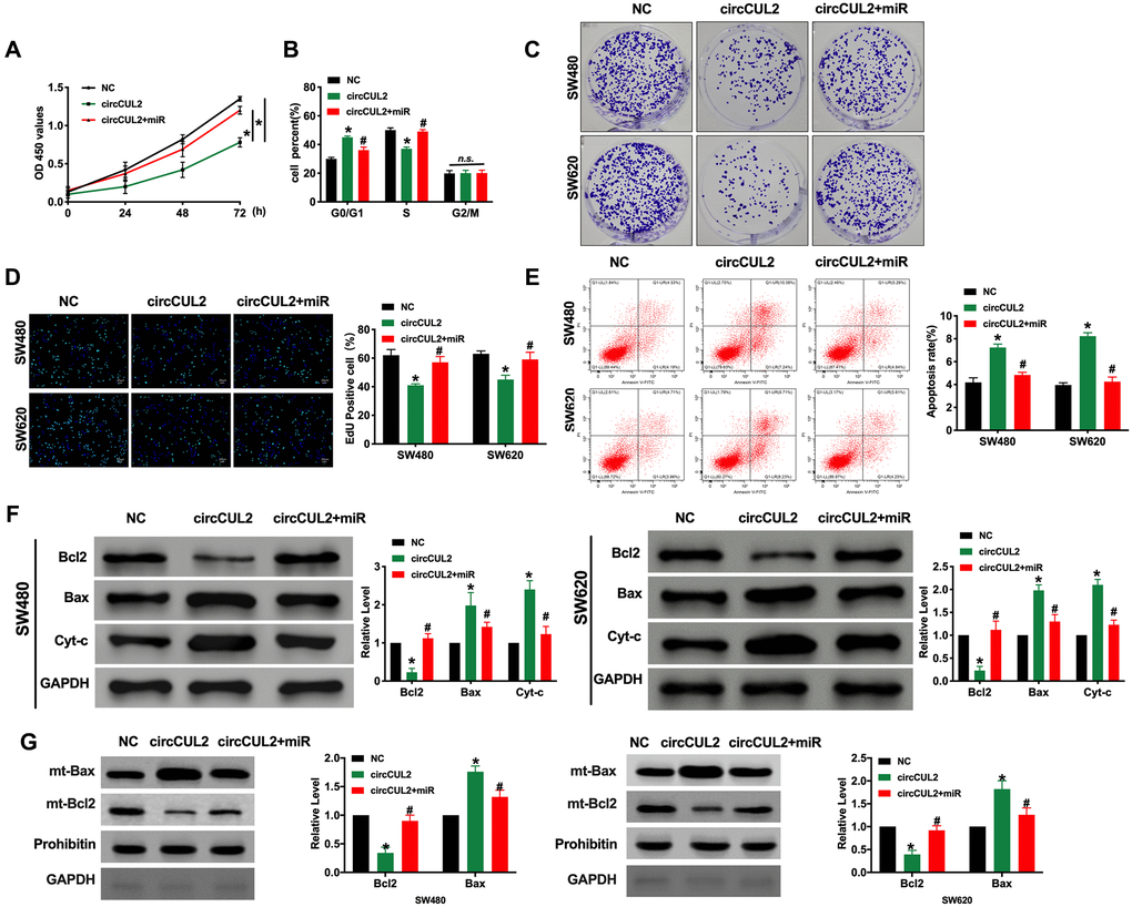 circCUL2 inhibits tumor progression via targeting miR-208a-3p. (A) CCK-8 assay was performed to detect the cell viability in CRC cells. n = 6. *P B) Cell cycle was determined in CRC cells by flow cytometry. n = 5. *P #P n.s. indicated no significance. (C) The clone formation assay was used to assess the cell proliferation. (D) The EdU assay results in CRC cells. n = 5. *P #P E) The flow cytometry was performed to detect the apoptosis level in CRC cells. n = 5. *P #P F) The apoptosis-associated protein Bcl2, Bax, and Cytochrome-c (Cyt-c) levels were detected in CRC cells. n = 5. *P #P G) Mitochondrial-Bcl2 and Bax levels was detected in CRC cells. n = 4. *P #P 