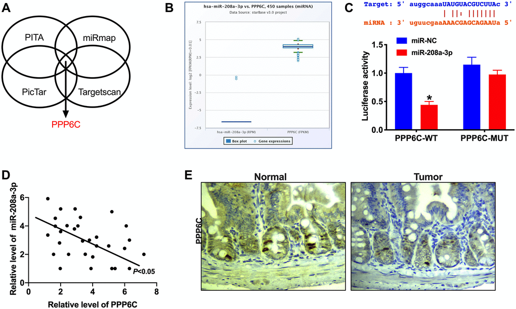 PPP6C is a target of miR-208a-3p. (A) Bioinformatics site (PITA, miRmap, PicTar, Targetscan) forecasted that PPP6C was downstream of miR-208a-3p. (B) The negative relationship between miR-208a-3p and PPP6C in Starbase 3.0. (C) The binding sites between PPP6C and miR-208a-3p (upper), luciferase assay report verified the relationship between PPP6C and miR-208a-3p (lower). n = 4. *P D) The correlation analysis between PPP6C and miR-208a-3p in 30 paired CRC tissues. n = 30. *P E) IHC staining was performed to detect the level of PPP6C in human CRC tumor tissue and adjacent normal tissues.