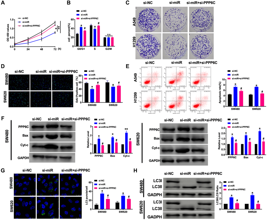 PPP6C could be downstream of miR-208a-3p and involves in CRC tumor progression. (A) CCK-8 assay was performed to detect the cell viability in CRC cells. n = 6. *P **P B) Cell cycle was determined in CRC cells by flow cytometry. n = 5. *P #P n.s. indicated no significance. (C) The clone formation assay was used to assess the cell proliferation. (D) The EdU assay results in CRC cells. n = 5. *P #P E) The flow cytometry was performed to detect the apoptosis level in CRC cells. n = 5. *P #P F) The apoptosis-associated protein Bcl2, Bax, and Cytochrome-c (Cyt-c) levels were detected in CRC cells. n = 5. *P **P #P G) The LC3 level was detected by immunofluorescence. n = 5. *P #P H) The protein level of LC3 in CRC cells. n = 5. *P #P 