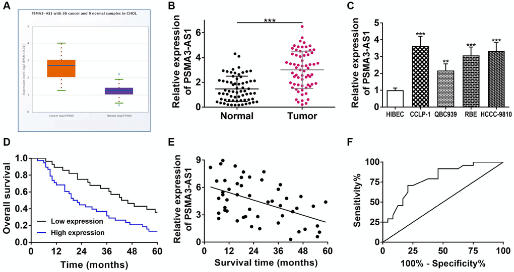 PSMA3-AS1 expression and its association with clinicopathological characteristics. (A) PSMA3-AS1 expression in TCGA database. (B) PSMA3-AS1 expression in CCA tissues and paired adjacent tumor-free bile duct tissues. (C) PSMA3-AS1 expression in CCA cells. (D) Kaplan-Meier curves analyzed the survival correlation. (E) Pearson correlation analysis examined the linear correlation of PSMA3-AS1 expression and survival time. (F) ROC curve assessed the potential of PSMA3-AS1 as a prognostic marker. **P ***P 