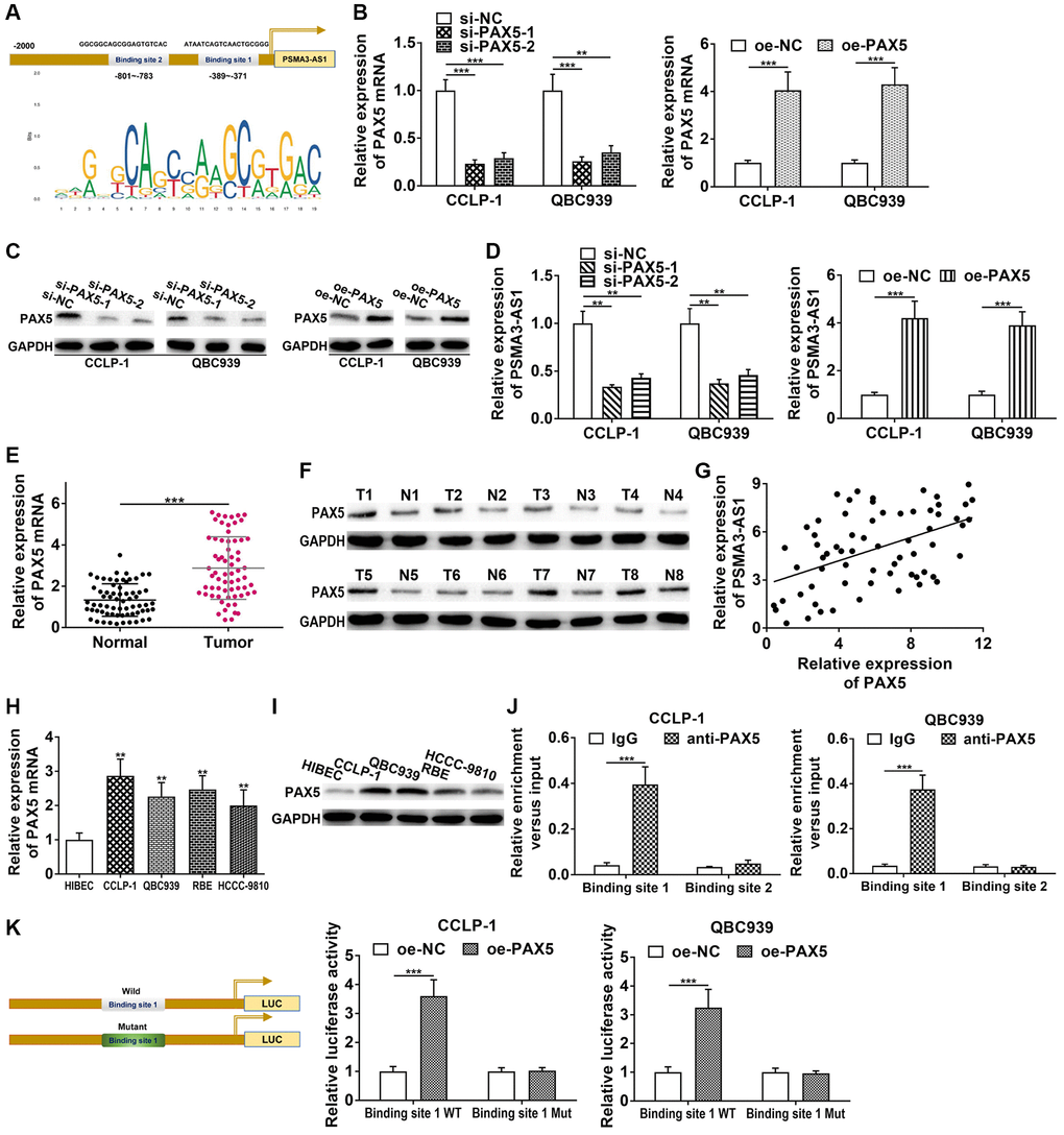 PAX5 transcriptionally activates and enhances PSMA3-AS1 expression. (A) JASPAR database detected the binding sites of PAX5 and PSMA3-AS1. (B) Knockdown efficiency and amplification efficiency of PAX5 in CCA cells both at mRNA and (C) protein level. (D) PAX5 regulated PSMA3-AS1 expression. (E) The expression of PAX5 in CCA tissues both at mRNA and (F) protein level. (G) PAX5 expression was positively correlated with PSMA3-AS1 expression. (H) The expression of PAX5 in CCA cells both at mRNA and (I) protein level. (J) ChIP assay confirmed that the binding site 1 of PSMA3-AS1 promoter was responsive to PAX5-induced transcription, but no obvious changes in binding site 2. (K) Luciferase reporter assay confirmed that the luciferase activity of the wild type of binding site 1 was increased by elevating PAX5, but no significant change in mutant type group. **P ***P 