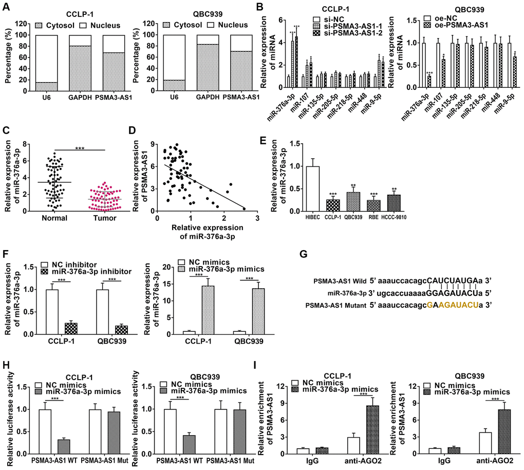 PSMA3-AS1 competitively binds to miR-376a-3p in CCA cells. (A) Subcellular fractionation assay showed that PSMA3-AS1 was mainly expressed in the cytoplasm of CCA cells. (B) PSMA3-AS1 dramatically inhibited miR-376a-3p expression in CCA cells. (C) The expression of miR-376a-3p in CCA tissues. (D) miR-376a-3p expression was negatively correlated with PSMA3-AS1 expression. (E) The expression of miR-376a-3p in CCA cells. (F) Knockdown efficiency and amplification efficiency of miR-376a-3p in CCA cells. (G, H) The luciferase reporter assay indicated that the luciferase activity of PSMA3-AS1 wild type was repressed by co-transfection with miR-376a-3p mimics, but the luciferase activity of PSMA3-AS1 mutant type was not affected. (I) AGO2 RIP assay further demonstrated the direct interaction between PSMA3-AS1 and miR-376a-3p. *P **P ***P 